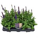 Afbeelding van Salvia P13 ost friesland imp blue